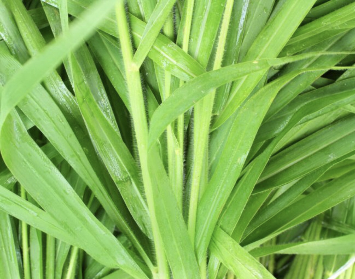 Vetiver Essential Oil
